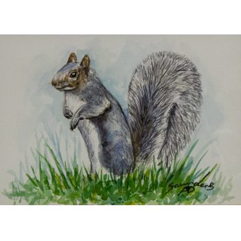 Andy Saunders "Squirrel" watercolour on paper. Frame measures 40w x 35h in cm, painting measures 17w x 12h cm. Price includes nationwide delivery